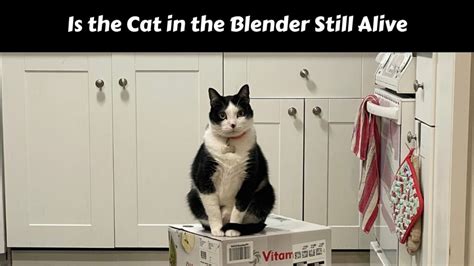 To everyone who saw the Cat Blender Video, why did you seek。